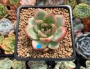 Echeveria Agavoides Shallot 2" Succulent Plant