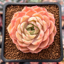 Echeveria 'Onslow' 2" Succulent Plant