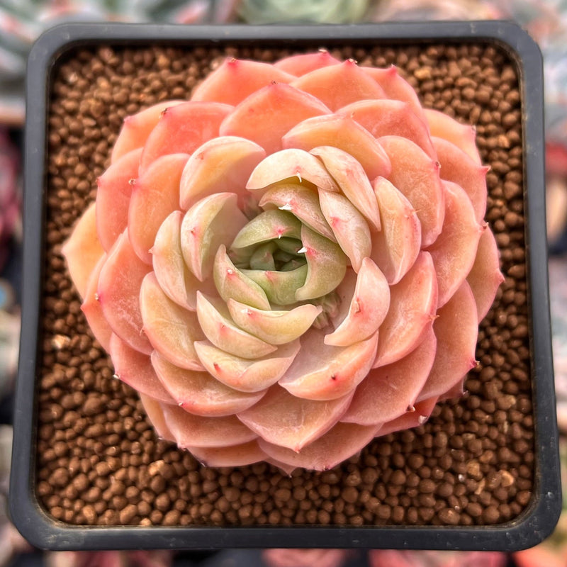 onslow succulent Echeveria 'Onslow' 2