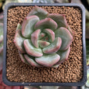 Echeveria 'Champaign' 1" Succulent Plant