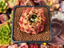 Echeveria Agavoides 'Sarabony' 2" Succulent Plant
