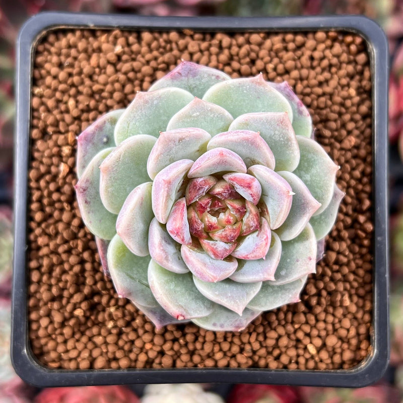 echeveria red velvet succulent Echeveria 'Red Velvet' 1" Succulent Plant – True Succulents Plant Co