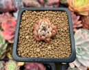 Echeveria 'Mexensis Zaragoza' 1/2" Small Seedling Succulent Plant