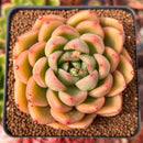 Echeveria Agavoides 'Pink Rose' 2"-3" Succulent Plant