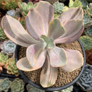 Echeveria 'Pampoteus' Variegated 6" Very Large (Not Jocelyn's Joy Variegated) Rare Succulent Plant