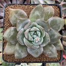Echeveria 'German Champaign' 3" Succulent Plant