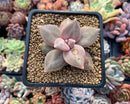 Echeveria 'Xichuensis' 2"-3" (Blemished) Succulent Plant