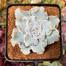 Echeveria 'Crispate Beauty' 2"-3" Powdery Succulent Plant