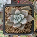 Echeveria 'Mexican Giant' 2" Succulent Plant