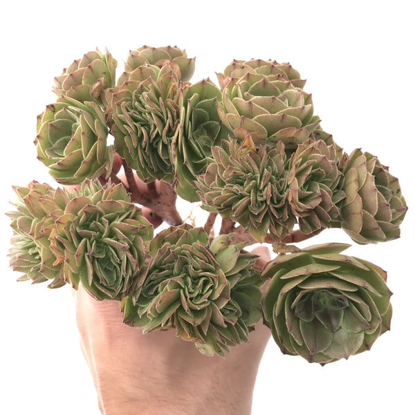 Aeonium 'Halloween' Large Crested Cluster 8" Succulent Plant
