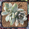 Pachyveria 'Pachyphytoides' Variegated 2"-3" Cluster Succulent Plant