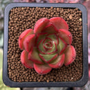 Echeveria sp. 1" Succulent Plant