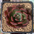 Echeveria 'Lejyong' New Hybrid 3" Succulent Plant