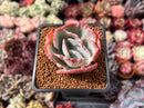 Echeveria 'Flying Cloud' Variegated 2" Succulent Plant