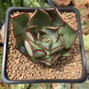 Echeveria 'Longissima' Hybrid 2" Succulent Plant