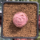Greenovia 'El Hiero' 1" Succulent Plant