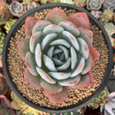 Echeveria 'Ivory' 4" Powdery Succulent Plant