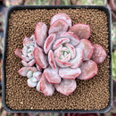 Echeveria 'Soulmint' 2" Cluster Succulent Plant