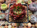Echeveria Agavoides 'Heaven' 2" Succulent Plant