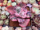 Echeveria 'Beyonce' Variegated 3" Succulent Plant