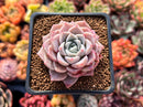 Echeveria 'Pink Spot' 2" Succulent Plant