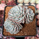 Echeveria 'Minima' 2"-3" Cluster Succulent Plant