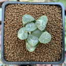 Haworthia Maughanii 'Mirage' 1" Succulent Plant