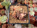 Echeveria 'Ariel' Crested 2" Succulent Plant