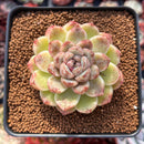 Echeveria Agavoides 'Amethyst' 3" Succulent Plant