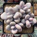 Graptopetalum 'Amethystinum' 4" Cluster Succulent Plant