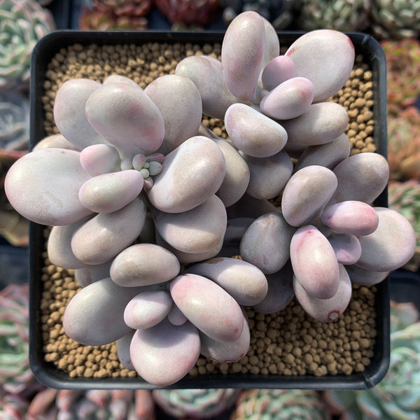 Graptopetalum 'Amethystinum' 4