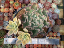 Echeveria 'Japan Moon River' Variegated 8" large Cluster Succulent Plant
