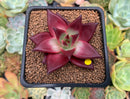 Echeveria Agavoides 'Luming' 3" Succulent Plant