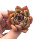 Echeveria Agavoides ‘Mundy' Hybrid 3” Rare Succulent Plant