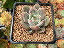 Echeveria 'Purple Champaign' 2" Succulent Plant
