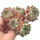 Echeveria ‘Zaragoza' Hybrid Cluster 3" Succulent Plant