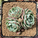 Echeveria 'Lemon Star' 3"-4" Succulent Plant