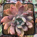 Echeveria 'Spica' 3" Succulent Plant