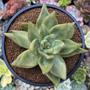 Echeveria Agavoides sp. 3" Unique Specimen Succulent Plant
