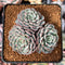 Echeveria 'Minima' 2"-3" Cluster Succulent Plant