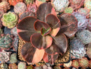 Echeveria 'Primadonna' Variegated 3"-4" Succulent Plant