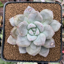 Echeveria 'Jin-Joo-Hee' 2" Succulent Plant