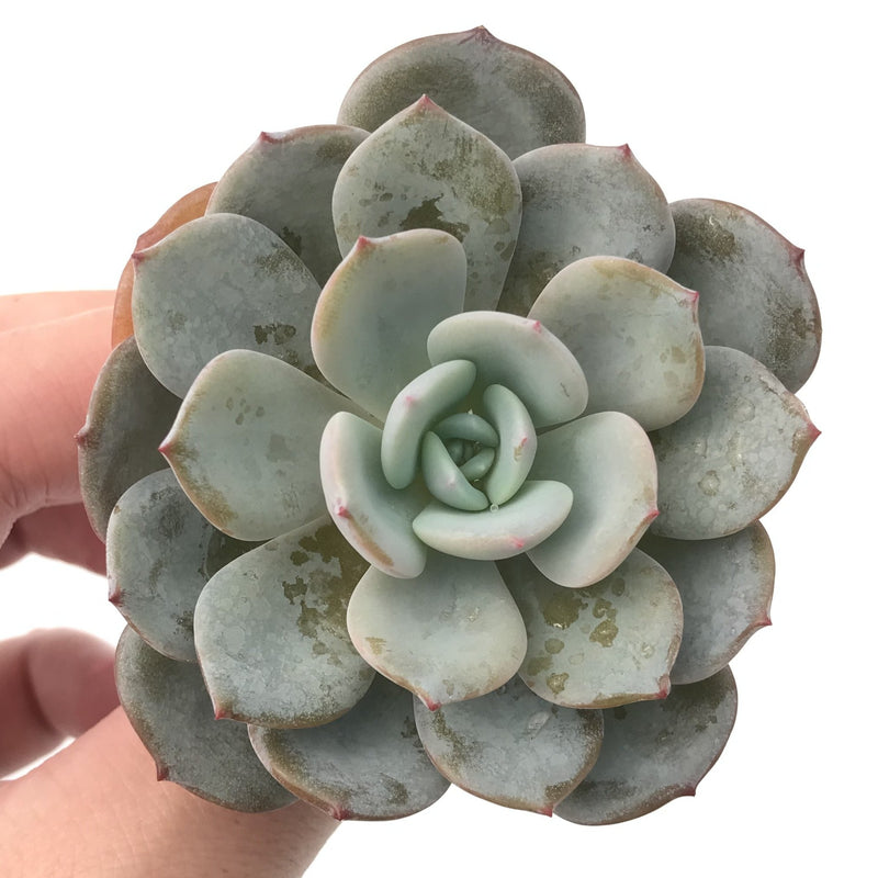 blue ice plant succulent Echeveria 'Ice Purple' 2" Powdery Succulent Plant – True Succulents Plant Co