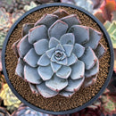 Echeveria 'Cuspidata v. Parrasensis' 4"-5" Succulent Plant