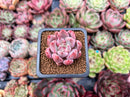 Echeveria 'Pena' 1" Succulent Plant