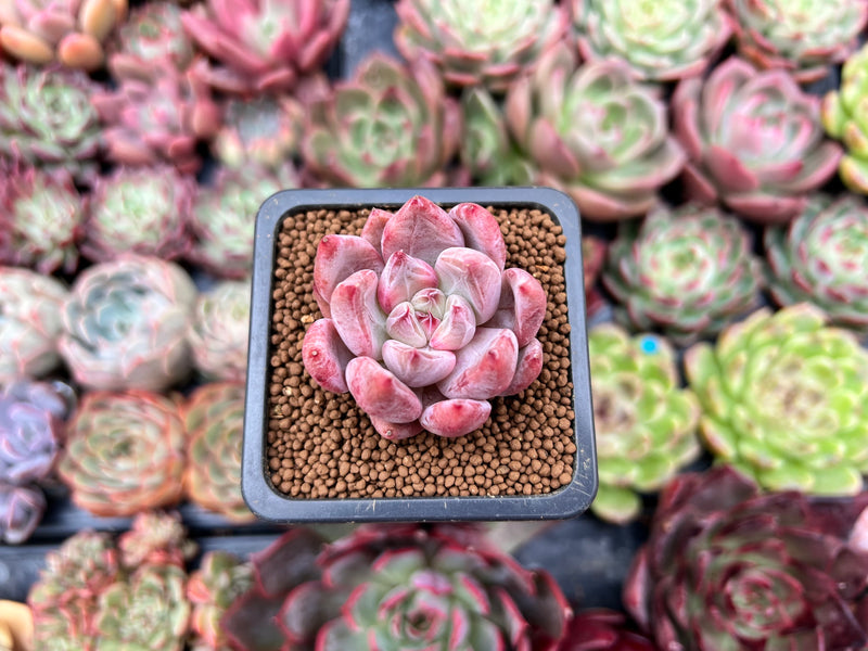 penny succulent Echeveria 'Pena' 1