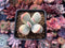 Cotyledon 'Orbiculata' 2" Variegated Succulent Plant
