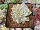 Echeveria 'Esther' Variegated 2"-3" Succulent Plant