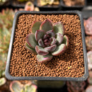 Echeveria 'Black Bear' 1" Succulent Plant