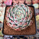 Echeveria 'Shimoyama' 3" Succulent Plant
